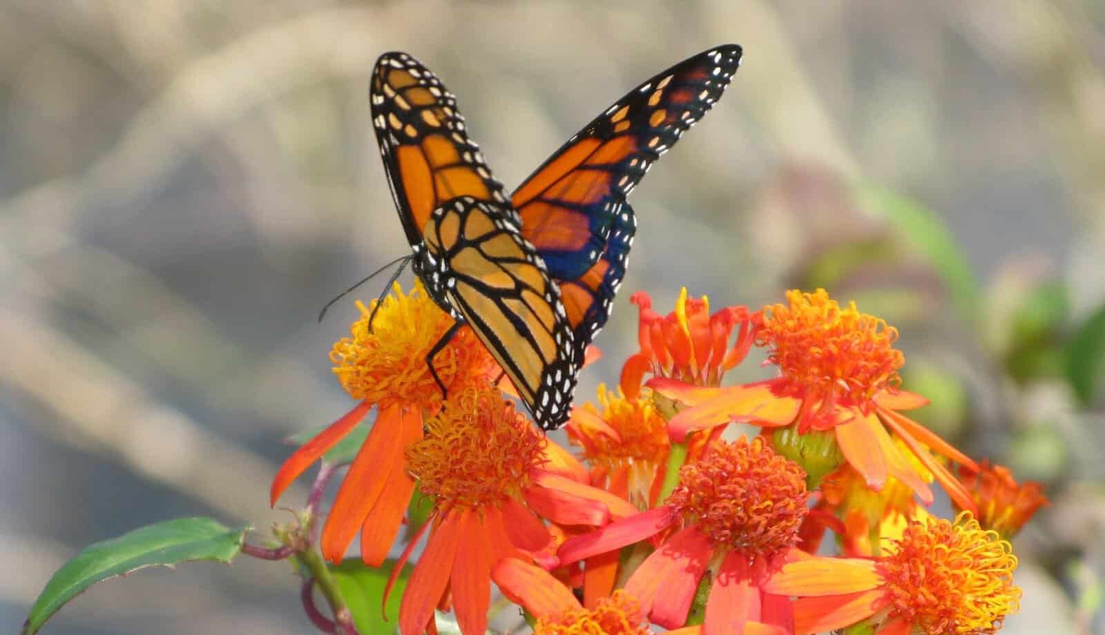 Monarch butterfly feeding on orange wildflowers on the restored coastal prairie at Armand Bayou Nature Center