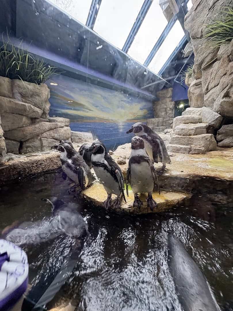 Penguins under the glass Aquarium Pyramid at Moody Gardens in Galveston