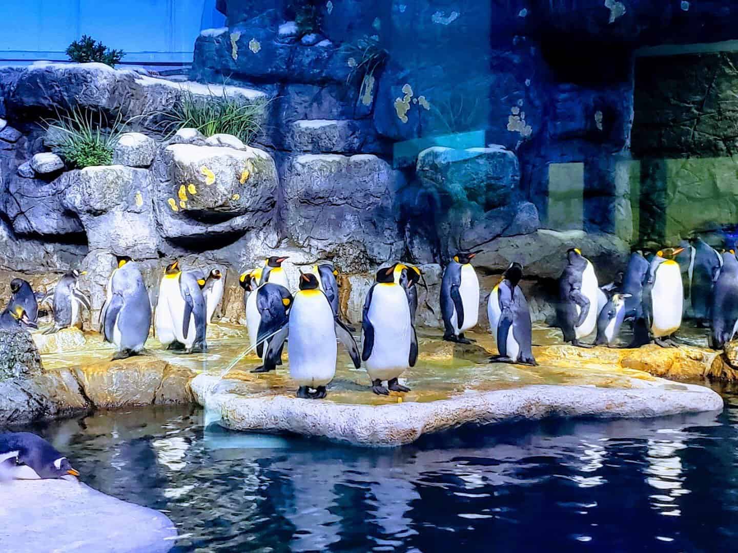 Penguins lined up on the rocks in the Aquarium Pyramid at Moody Gardens