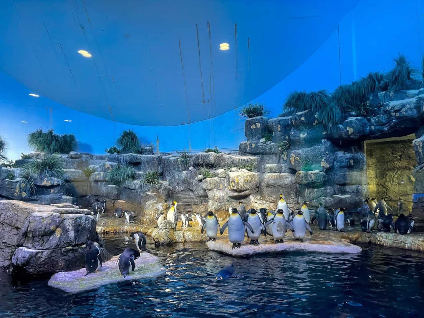 Penguins swimming at the Moody Gardens aquarium in Galveston, Texas