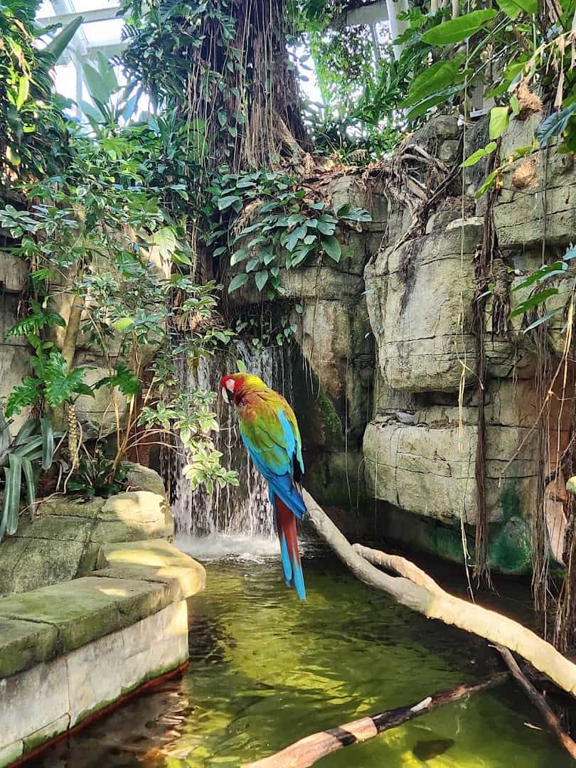 Colorful macaw perched on a branch in the Rainforest Pyramid at Moody Gardens