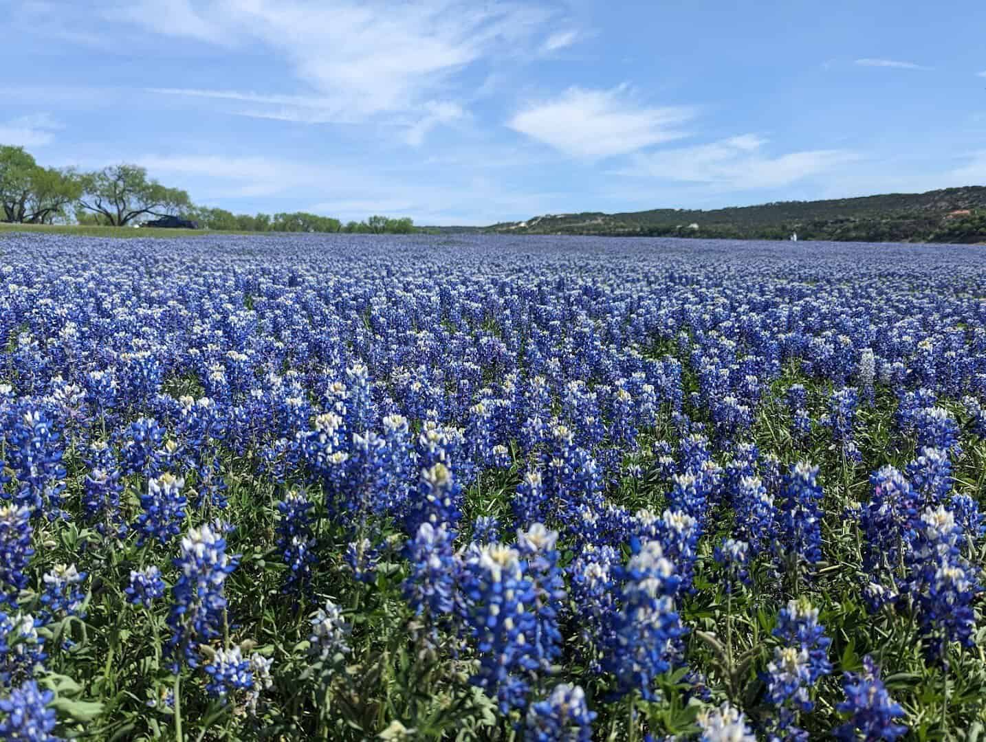 Dense field of bluebonnets above Lake Travis at Muleshoe Bend Recreation Area in Spicewood, Texas