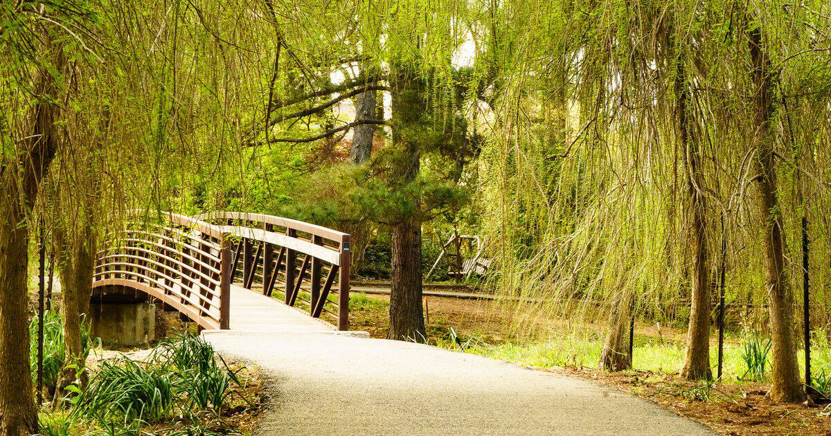 Wooden footbridge and willow along a creek trail in Nacogdoches, Texas
