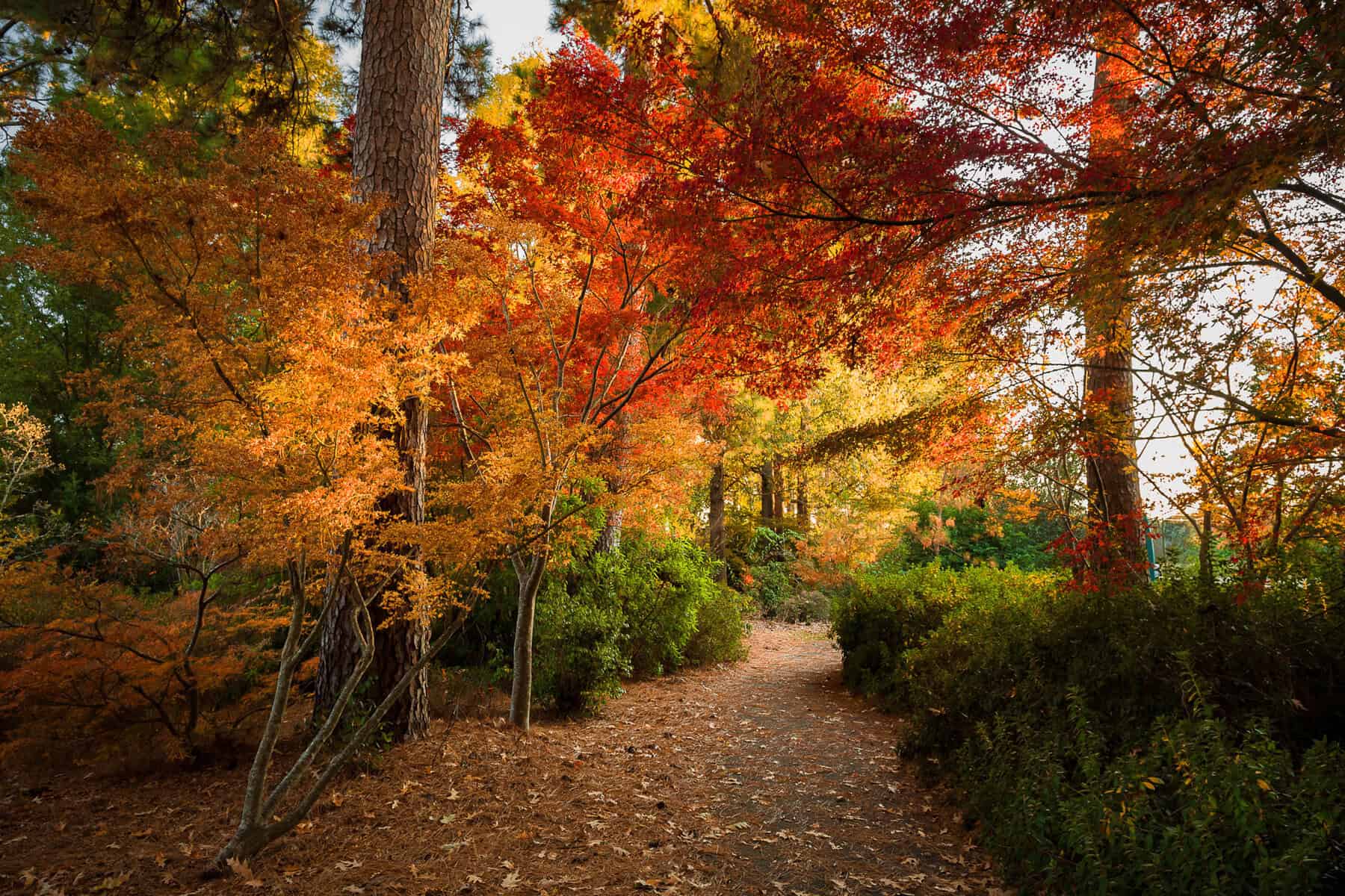 Wooded garden path with fall foliage in Nacogdoches, Texas, the Garden Capital of Texas