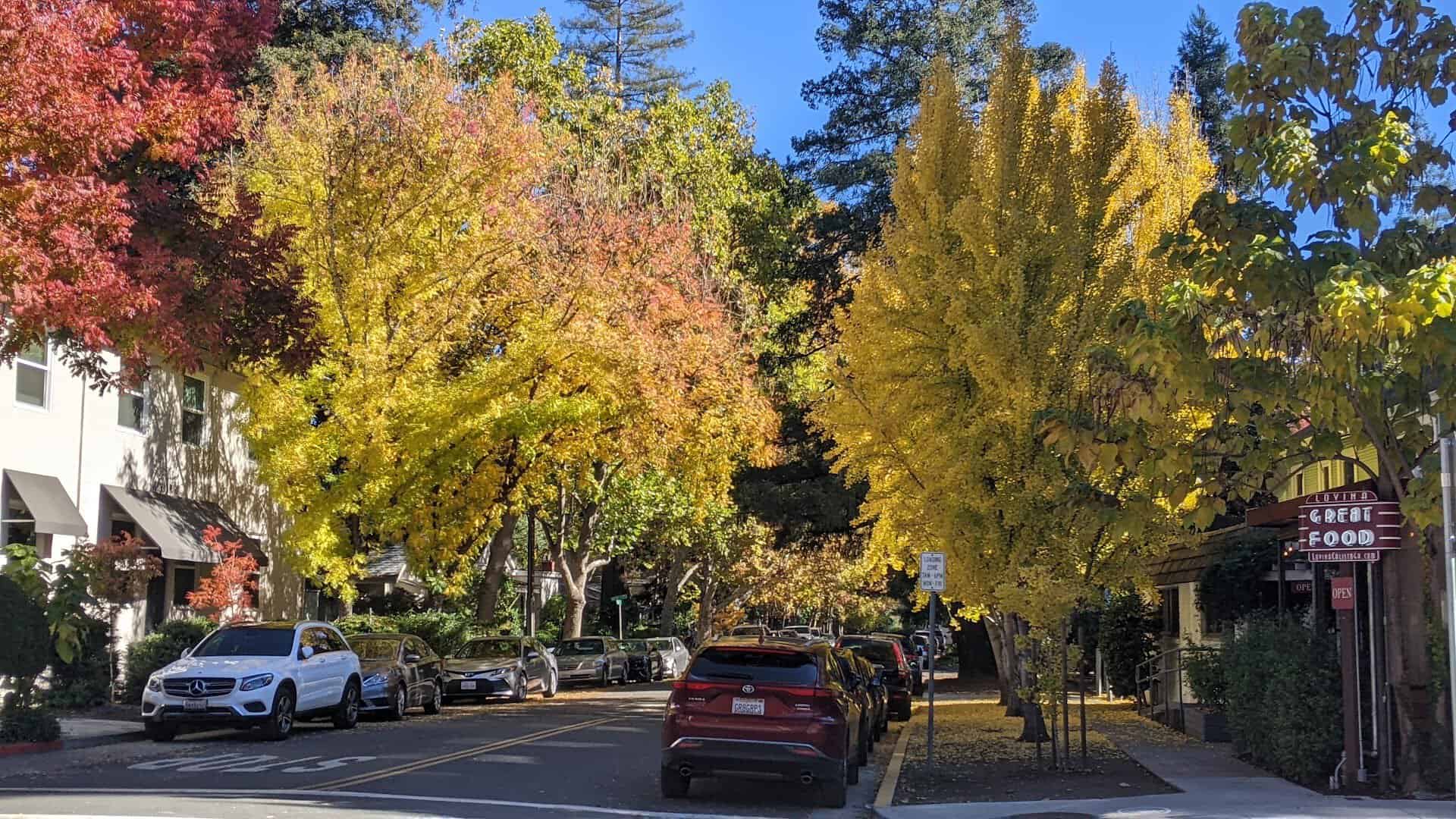 Golden autumn trees lining a street in Napa Valley, California in fall