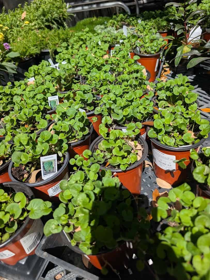 Rows of potted native plants at The Great Outdoors nursery in Austin