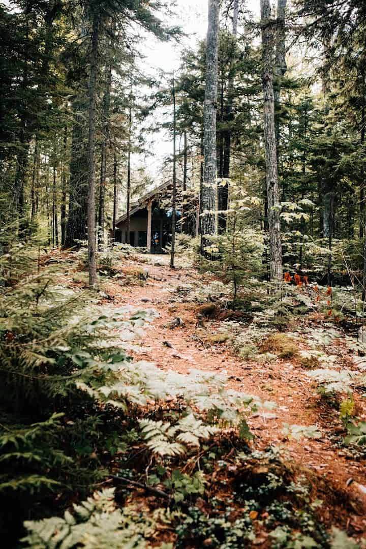 Autumn foliage along a forest trail at New England Outdoor Center, Millinocket, Maine