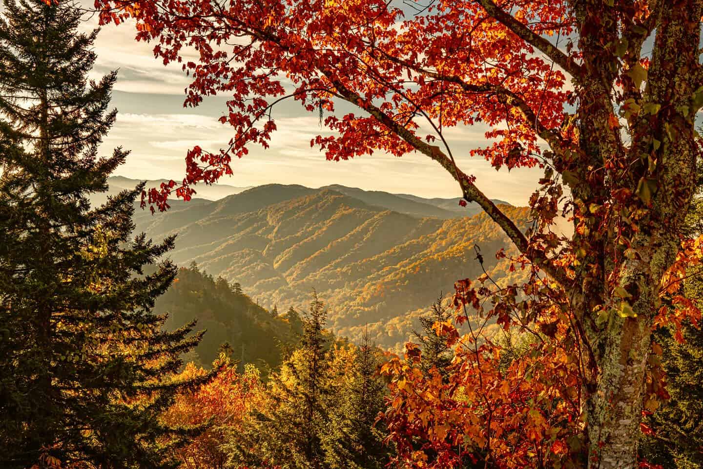 Great Smoky Mountains vista framed by brilliant red autumn maple leaves along Newfound Gap Road, Tennessee