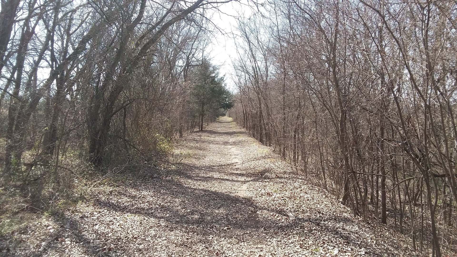 Long straight tree-lined corridor of the Northeast Texas Trail