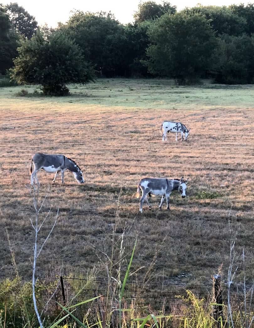 Livestock grazing in a pasture beside the Northeast Texas Trail