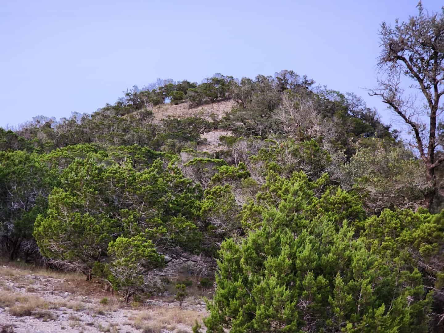 The cedar-covered bald hill of Old Baldy rising from the Wimberley valley