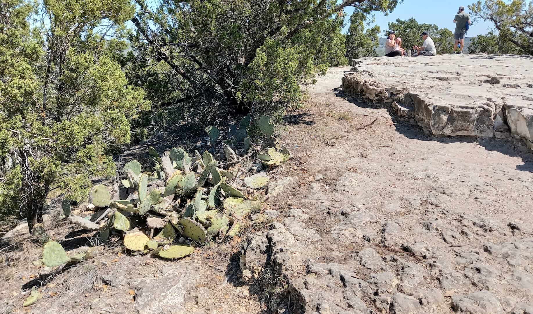 Prickly pear cactus on the rocky bald summit of Old Baldy in Wimberley, Texas