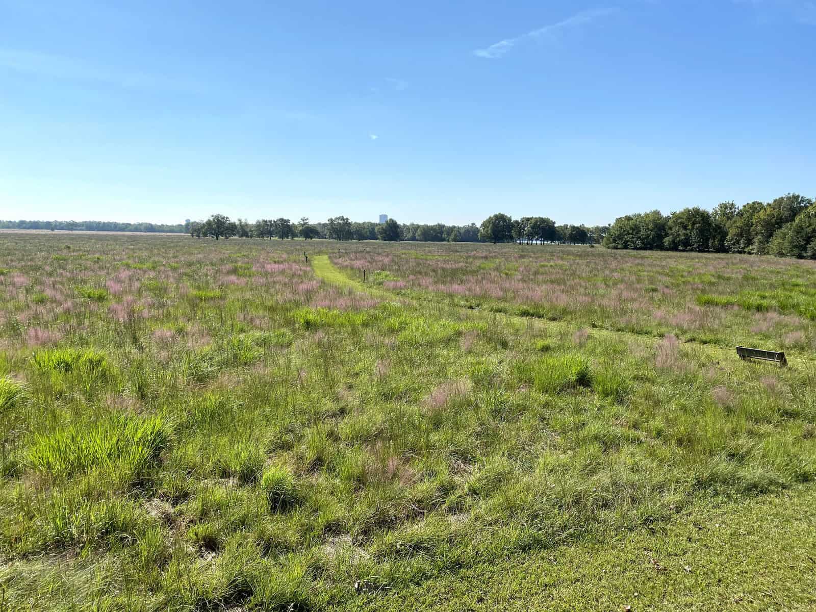 Open restored coastal tallgrass prairie under blue sky at Armand Bayou Nature Center