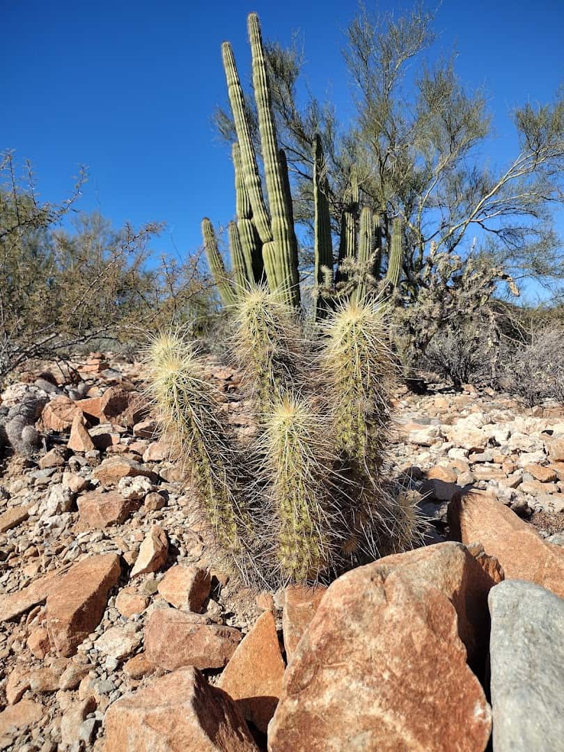 Organ pipe cactus clusters at Organ Pipe Cactus National Monument, Arizona