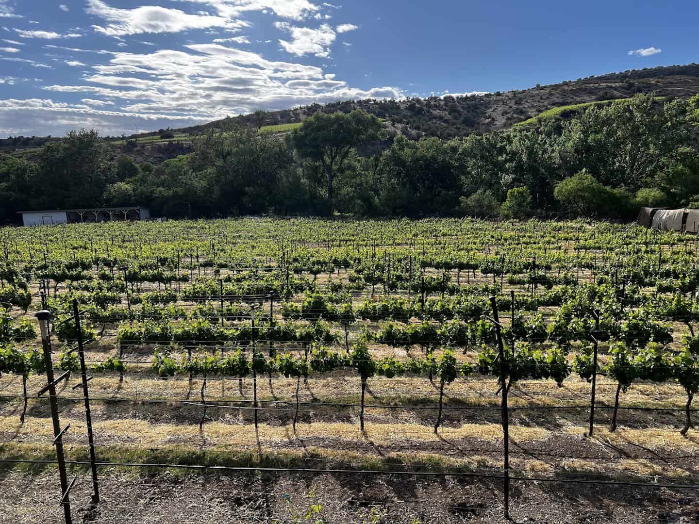 Desert vineyard rows at Page Springs Cellars in the Verde Valley, Arizona