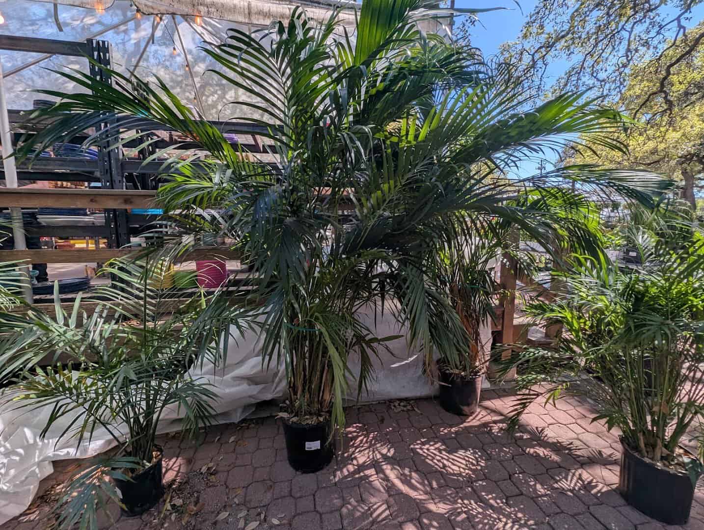 Palm trees and potted plants on the lot at The Great Outdoors nursery in Austin