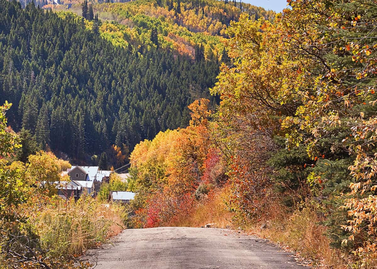 Golden autumn aspens on a mountain road above Park City, Utah