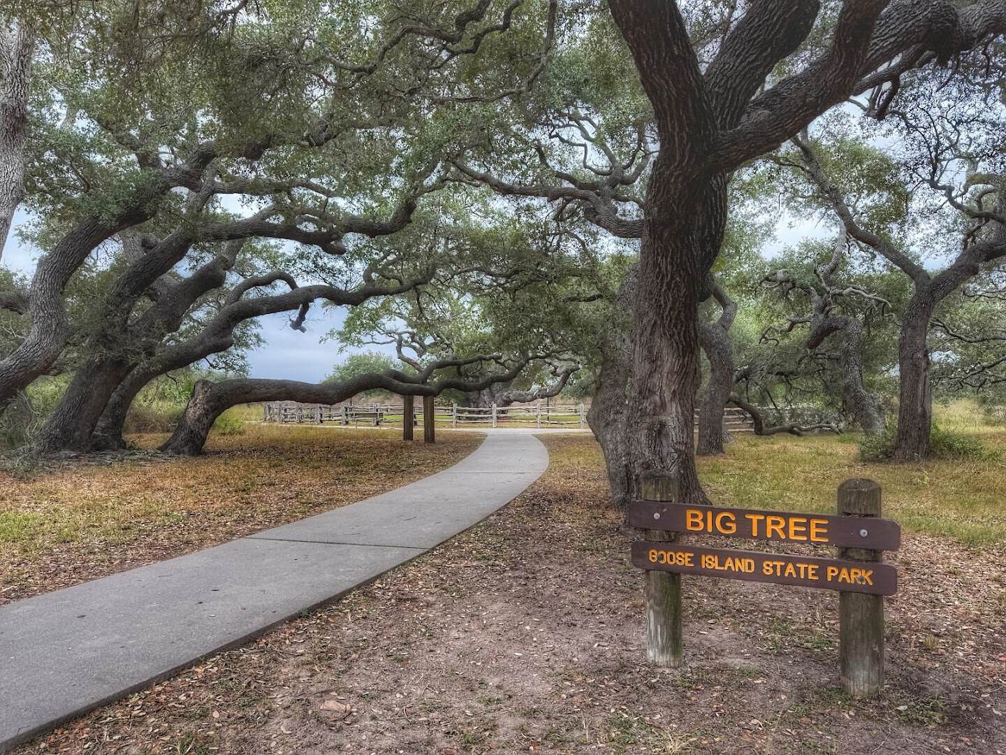 The path to the Big Tree at Goose Island State Park, Texas
