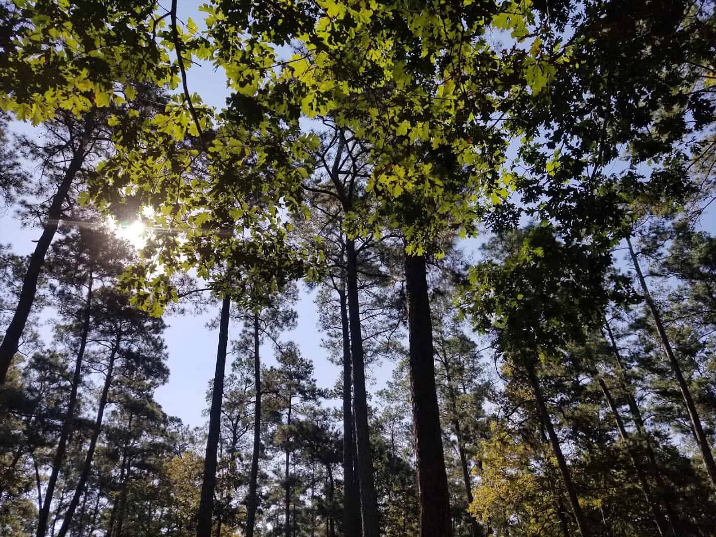 Tall pines seen from below at W.G. Jones State Forest near Conroe, Texas