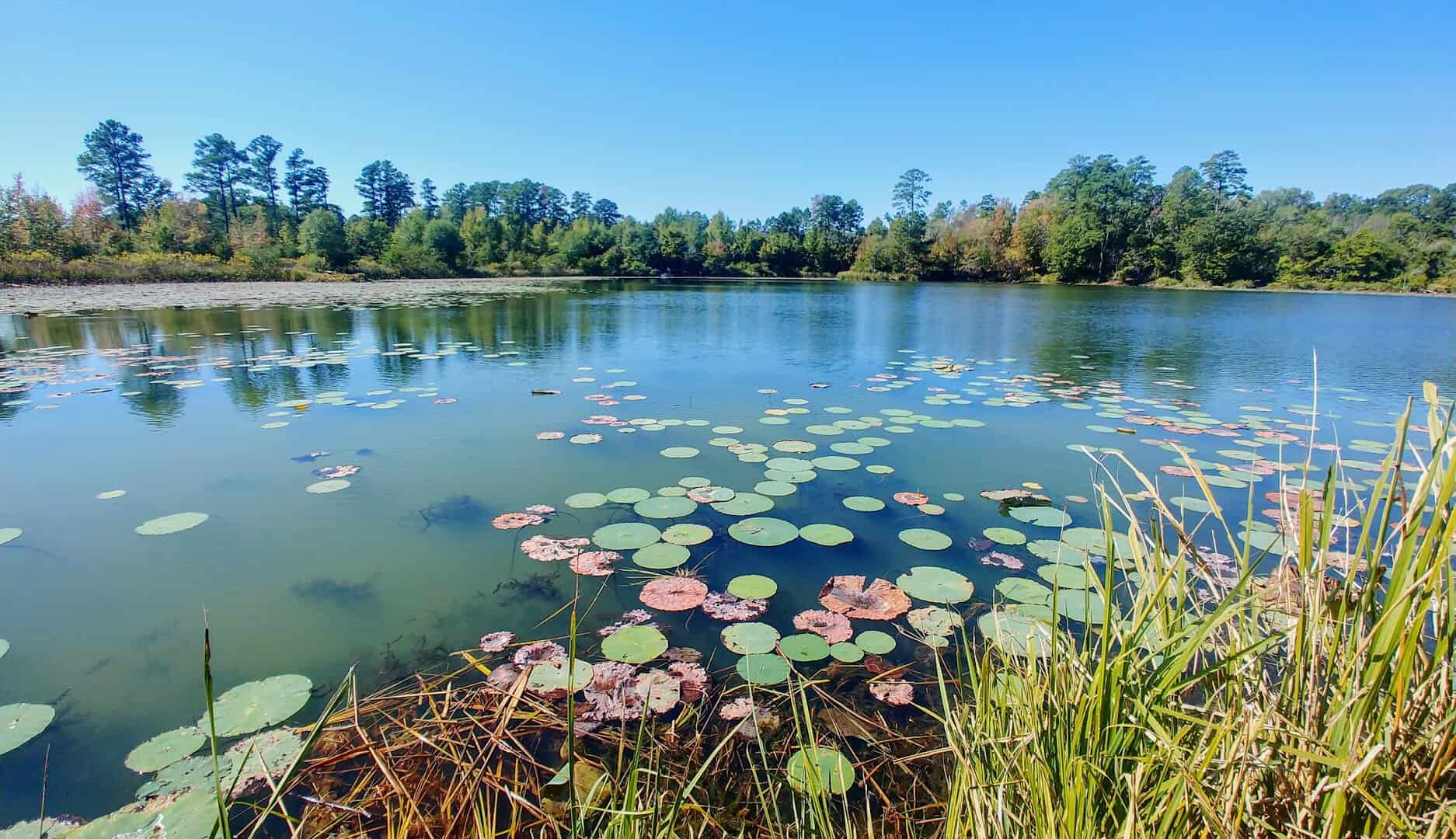 Piney Woods pond along the Texas State Railroad route in East Texas