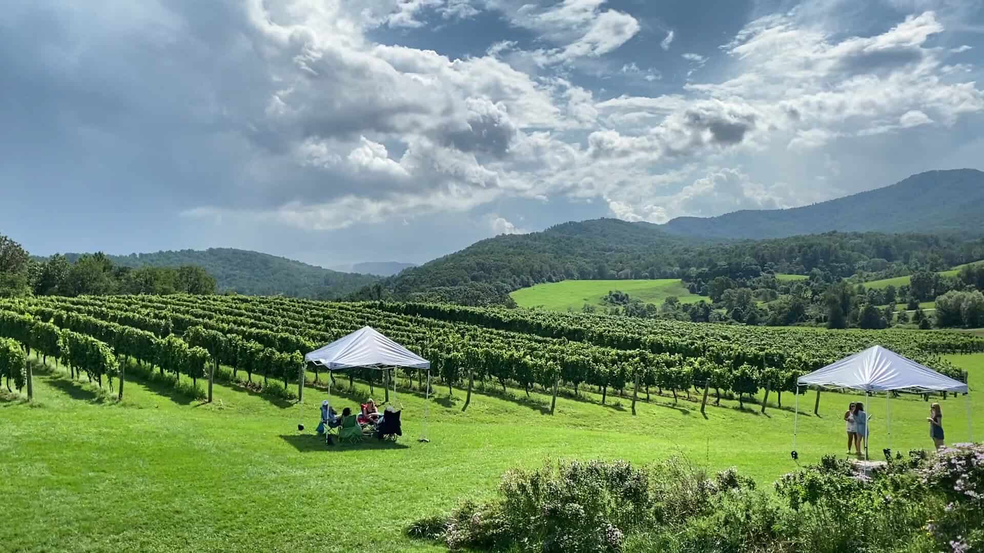 Vineyard rows and Blue Ridge views at Pippin Hill Farm and Vineyards near Charlottesville, Virginia