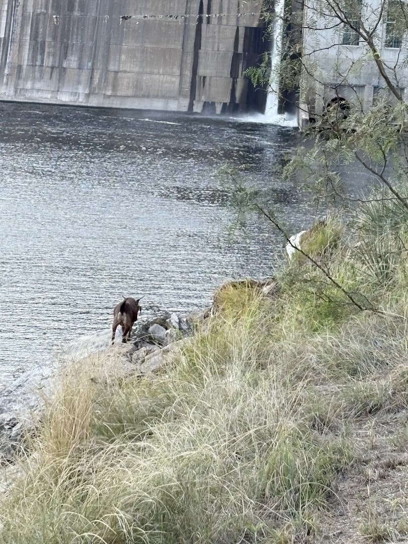 Water released below Morris Sheppard Dam where trout are stocked near the Possum Kingdom Stone Arch Bridge