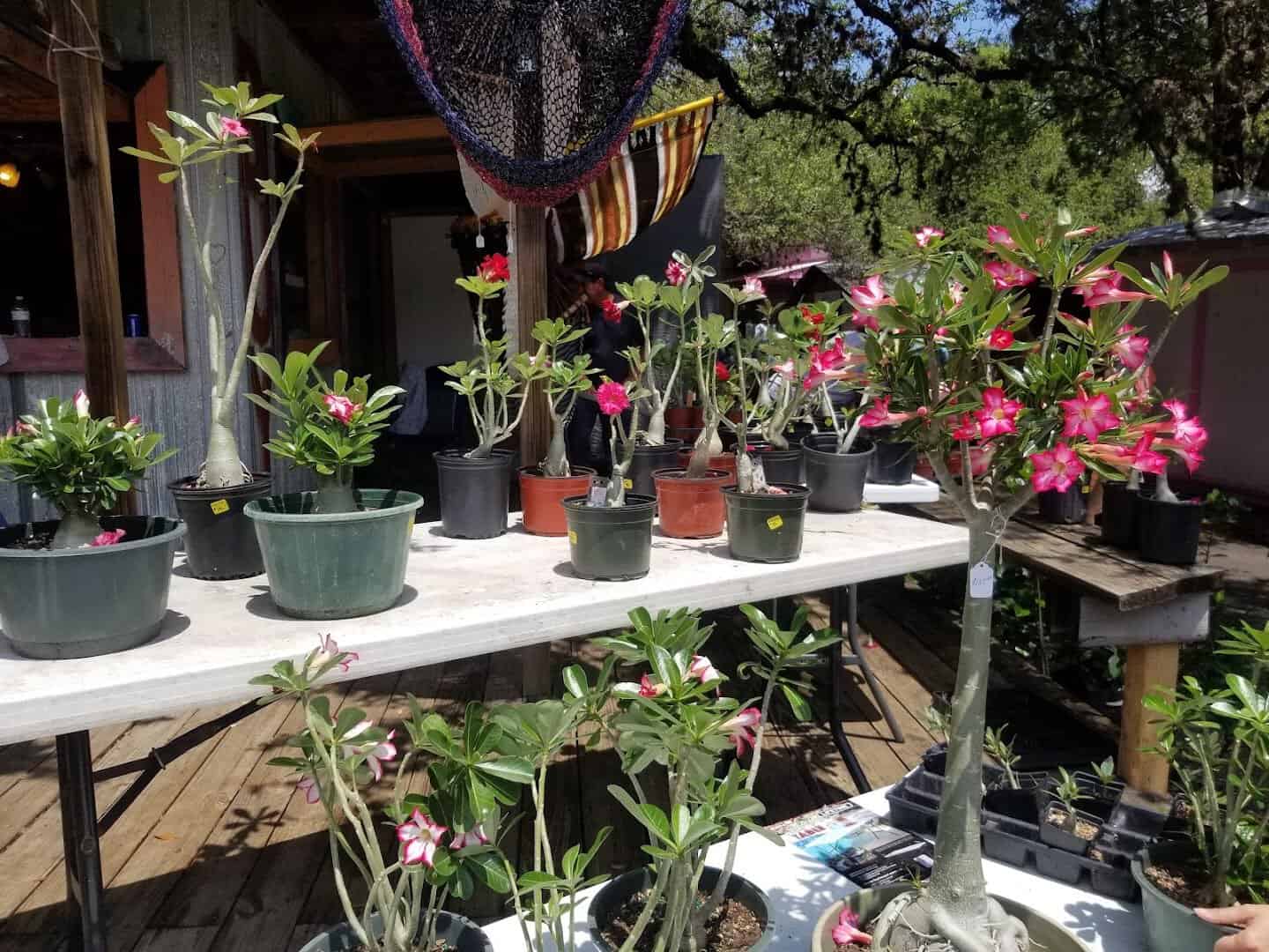 Potted plants and flowers for sale at Wimberley Market Days