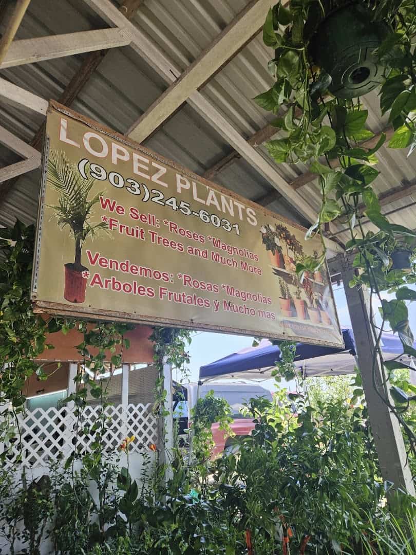 Potted plants for sale at Austin Country Flea Market