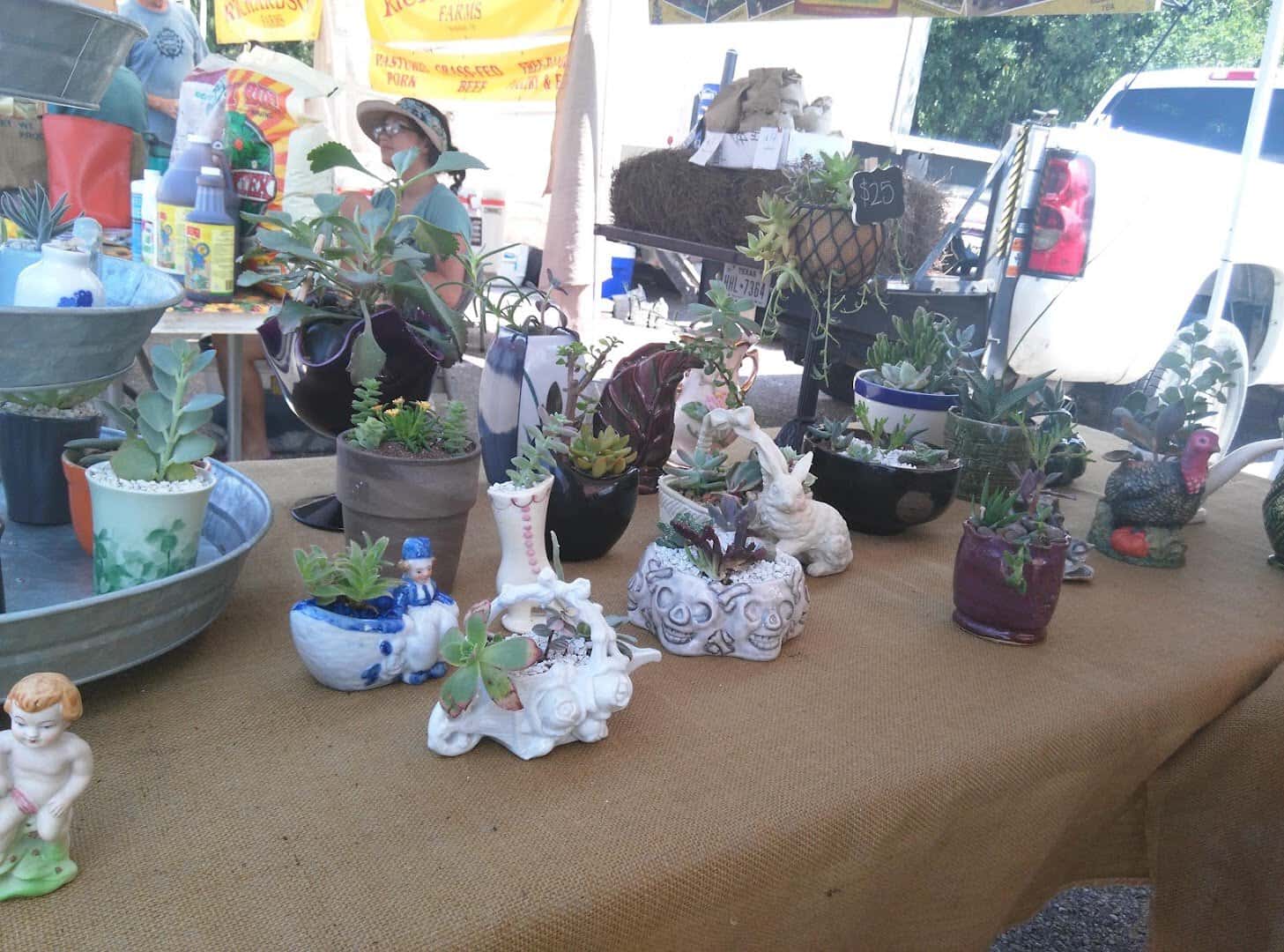 Potted plants and succulents for sale at Barton Creek Farmers Market in Austin, Texas