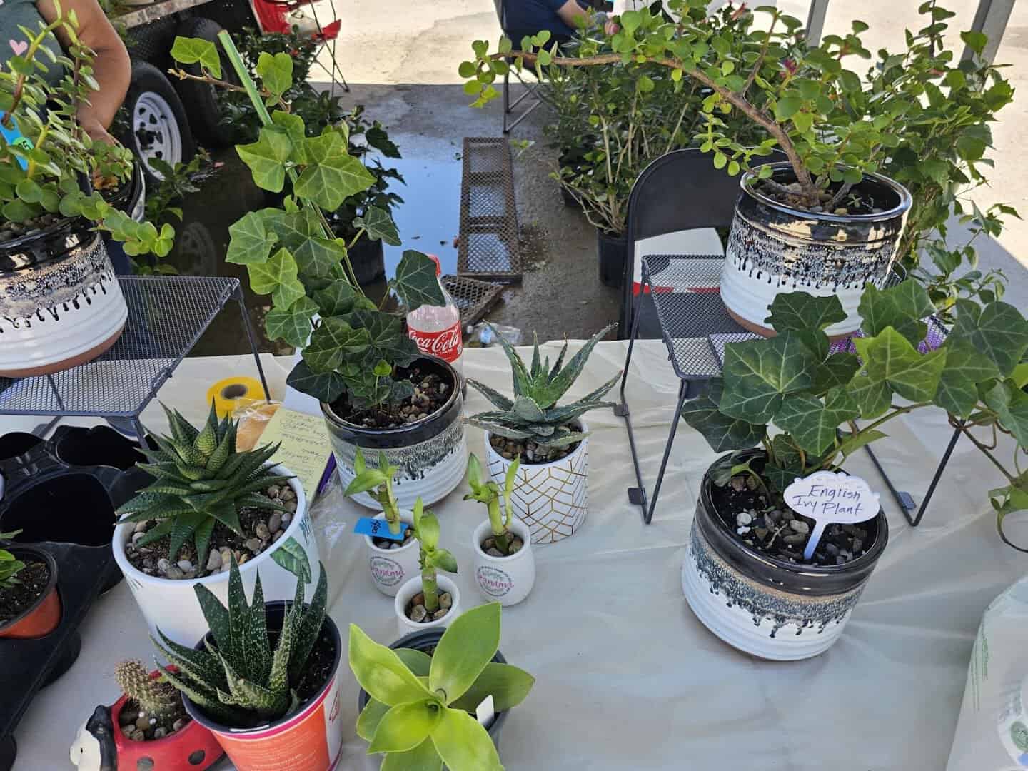 Potted plants for sale at 77 Flea Market in Brownsville, Texas