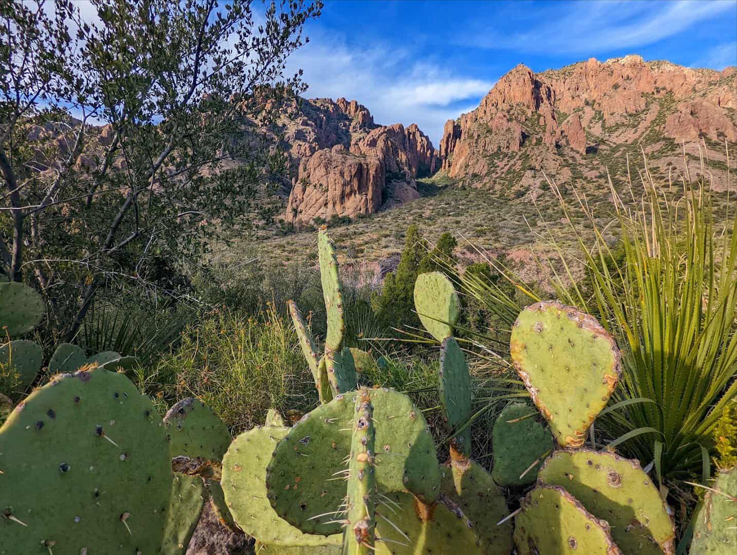 Prickly pear and sotol growing below the jagged rim of the Chisos Basin