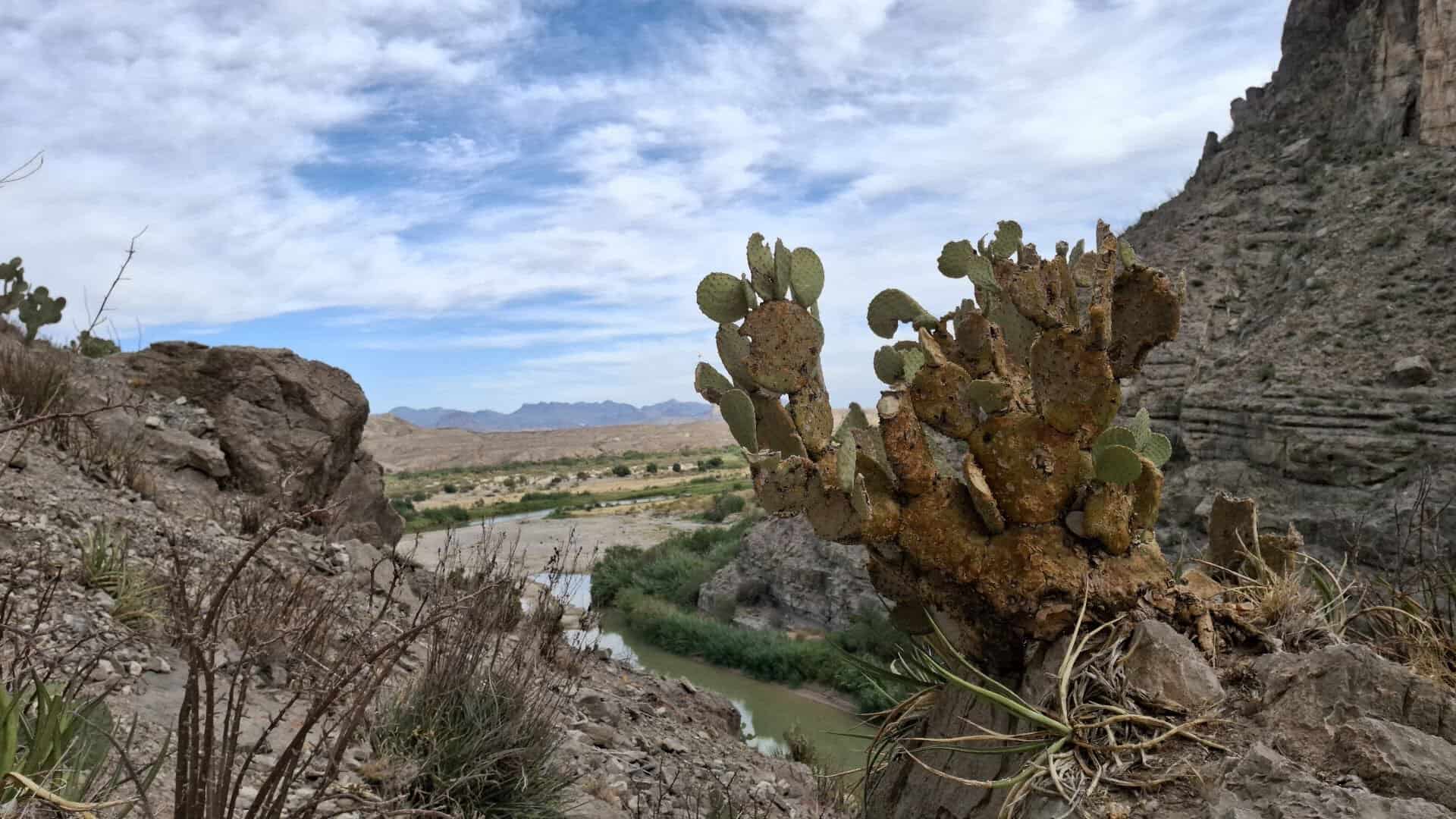Prickly pear cactus above the Rio Grande near Santa Elena Canyon