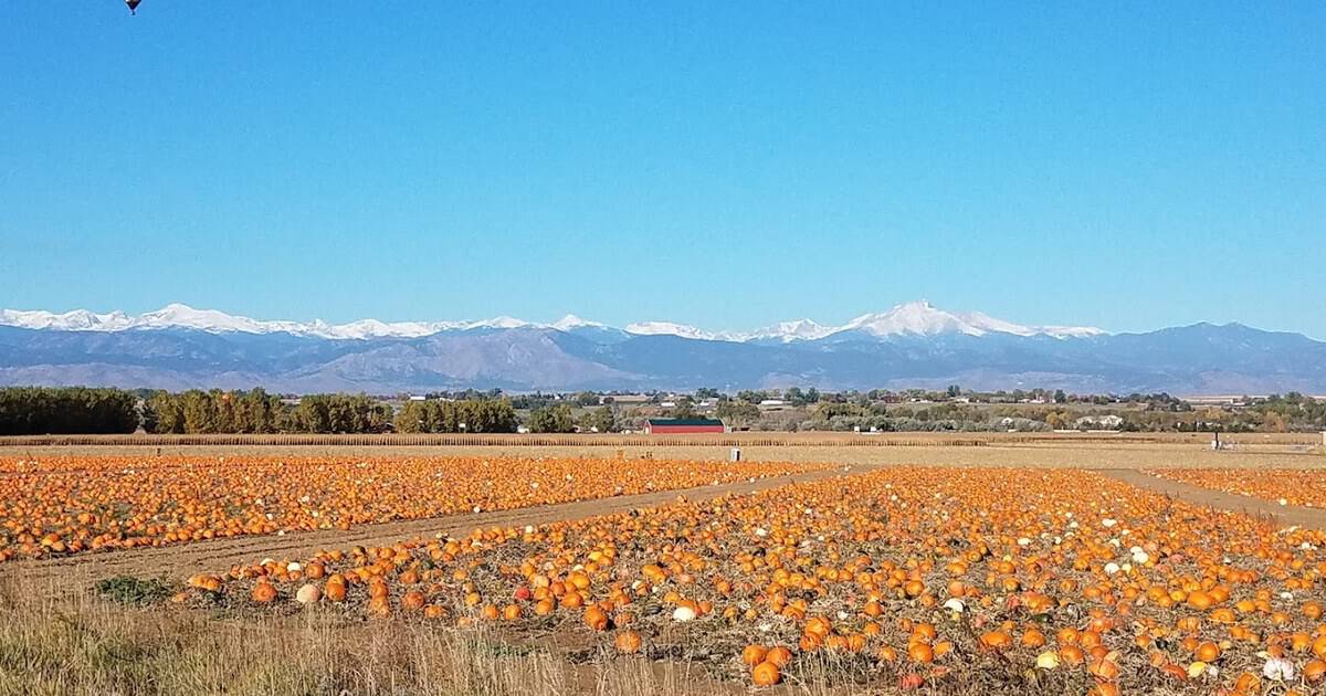 12 Pumpkin Patches in America the Whole Family Will Love