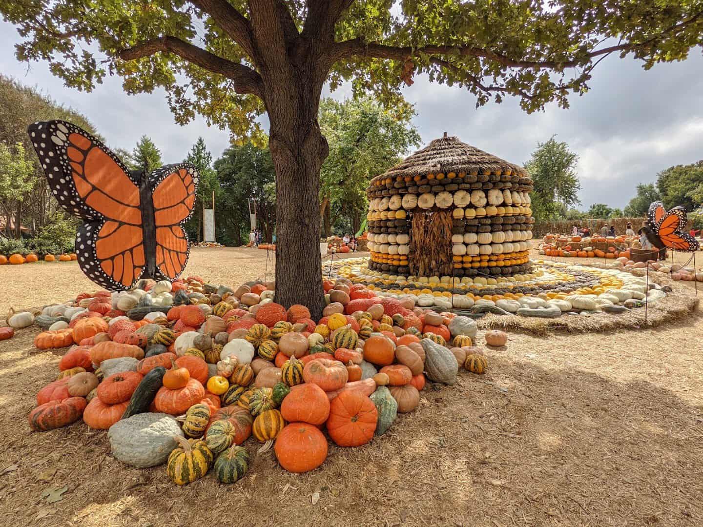 A monarch butterfly pumpkin display in the Pumpkin Village at the Dallas Arboretum in Dallas