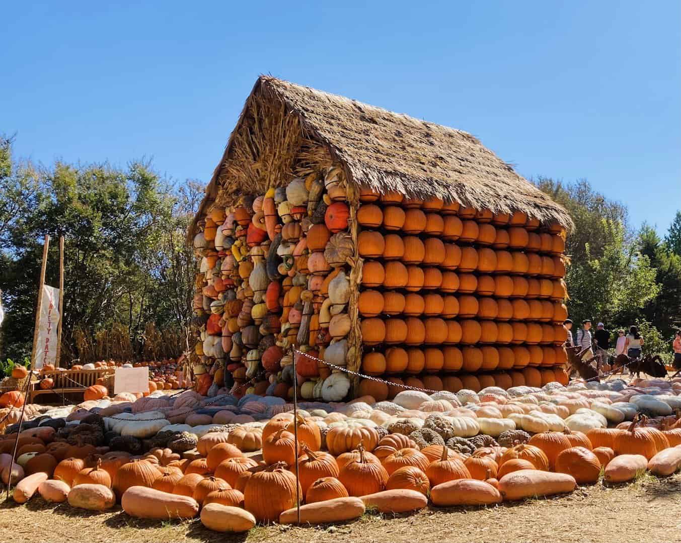 A pumpkin house in the Pumpkin Village at the Dallas Arboretum in Dallas