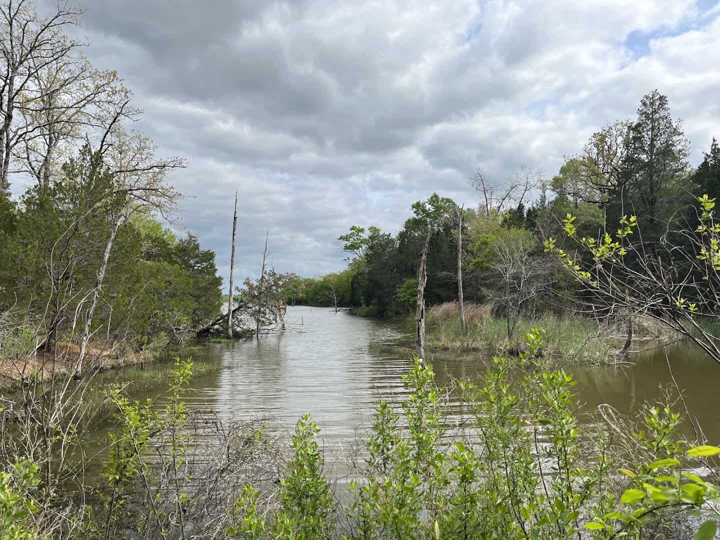 Marshy shoreline along Purtis Creek at Purtis Creek State Park