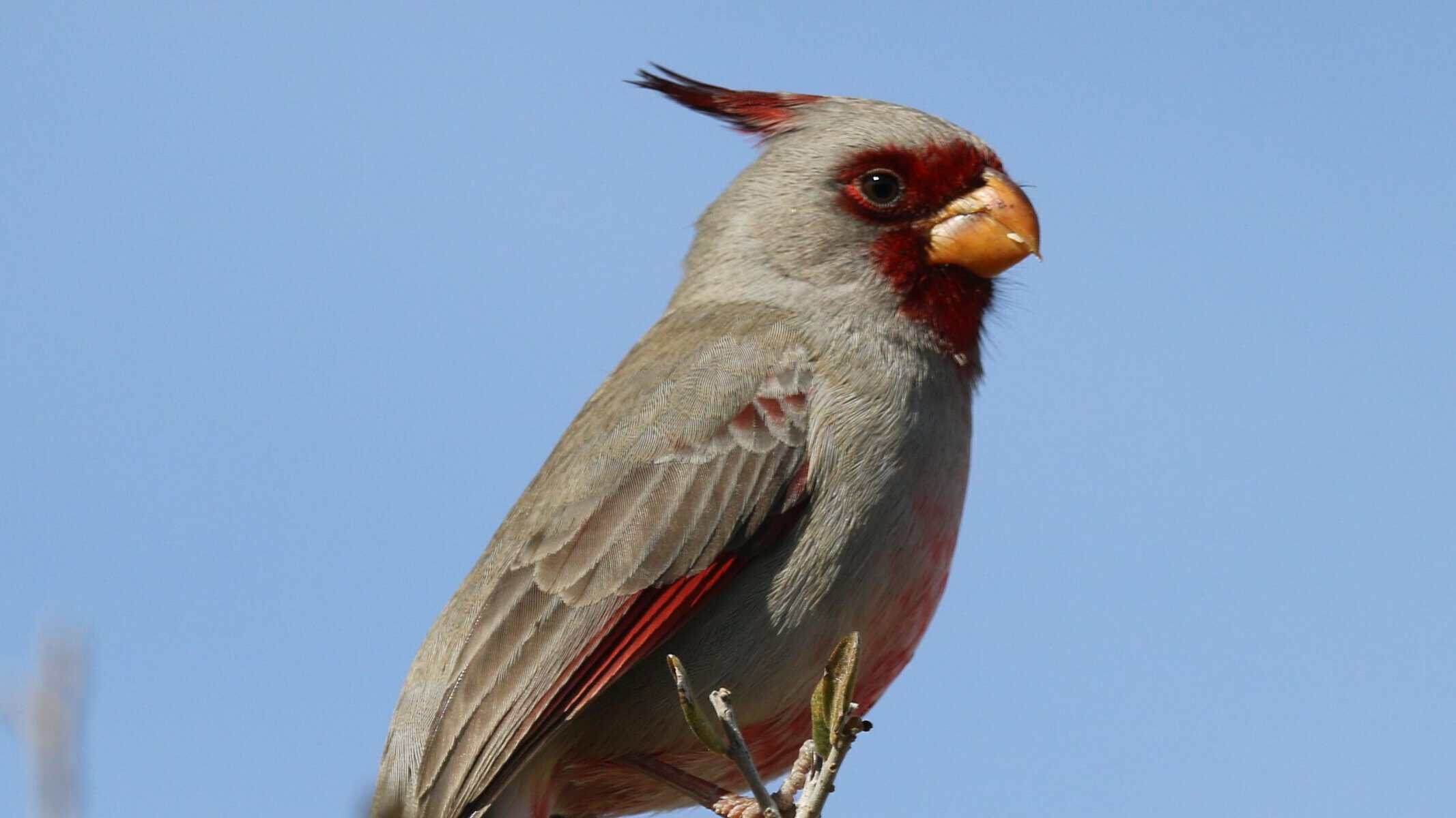 A pyrrhuloxia perched on a branch in Big Bend National Park