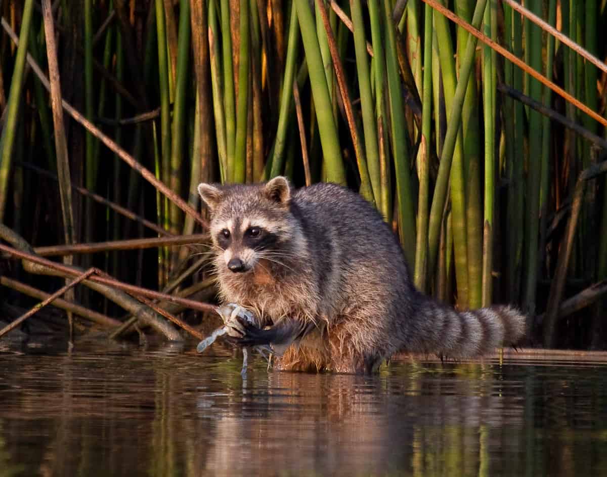 Raccoon wading through marsh reeds in golden evening light at Armand Bayou Nature Center