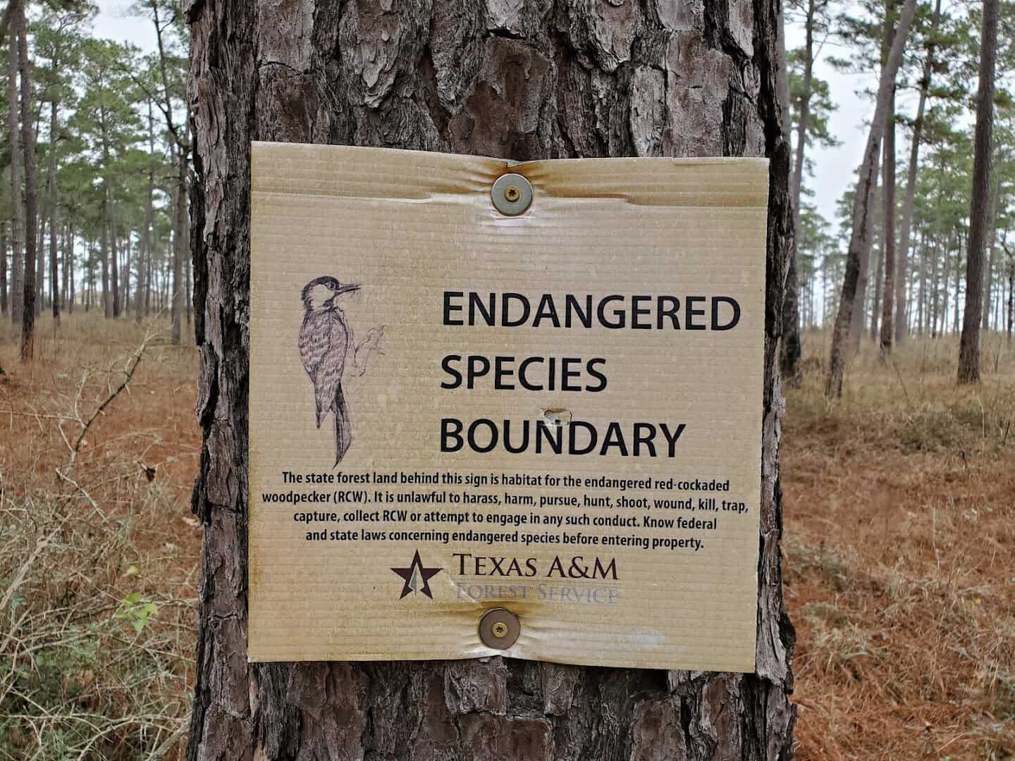 Endangered red-cockaded woodpecker habitat boundary sign at W.G. Jones State Forest near Conroe, Texas