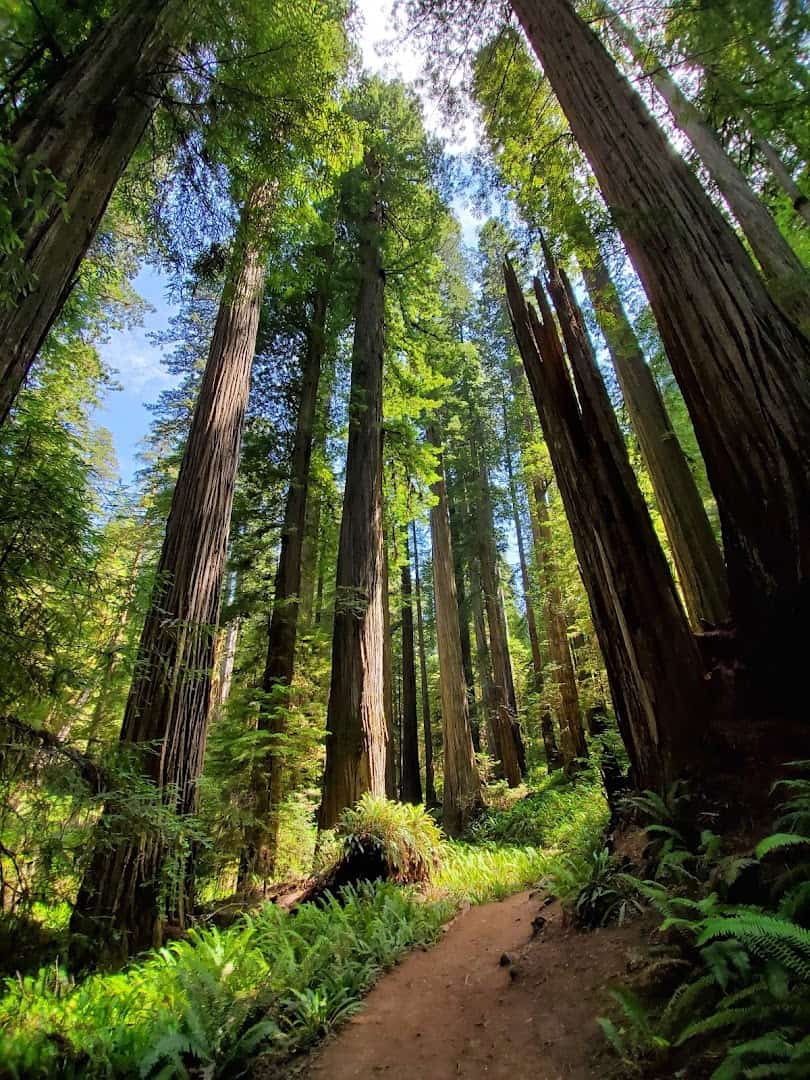 Towering coast redwoods and ferns at Redwood National Park