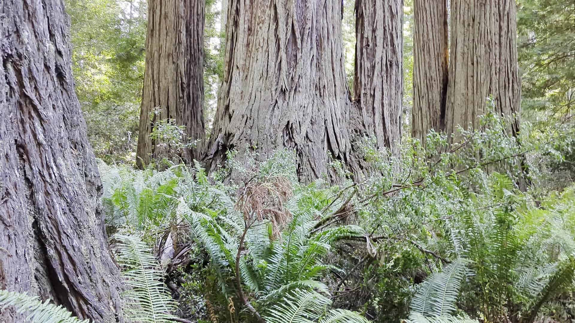 Towering coast redwood trunks above a fern floor in Redwood National Park, California