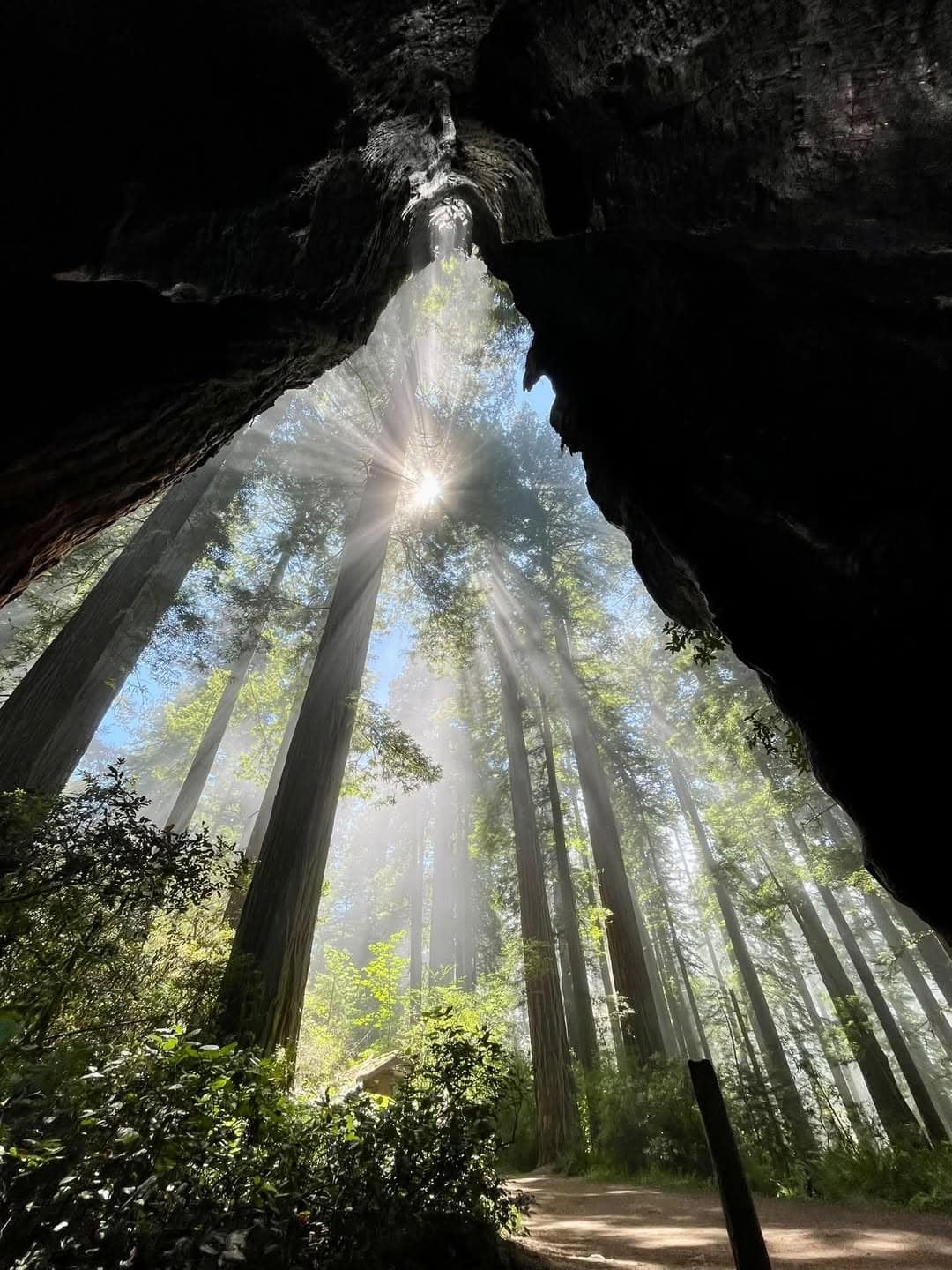 Sun rays through towering coast redwoods at Redwood National Park, California