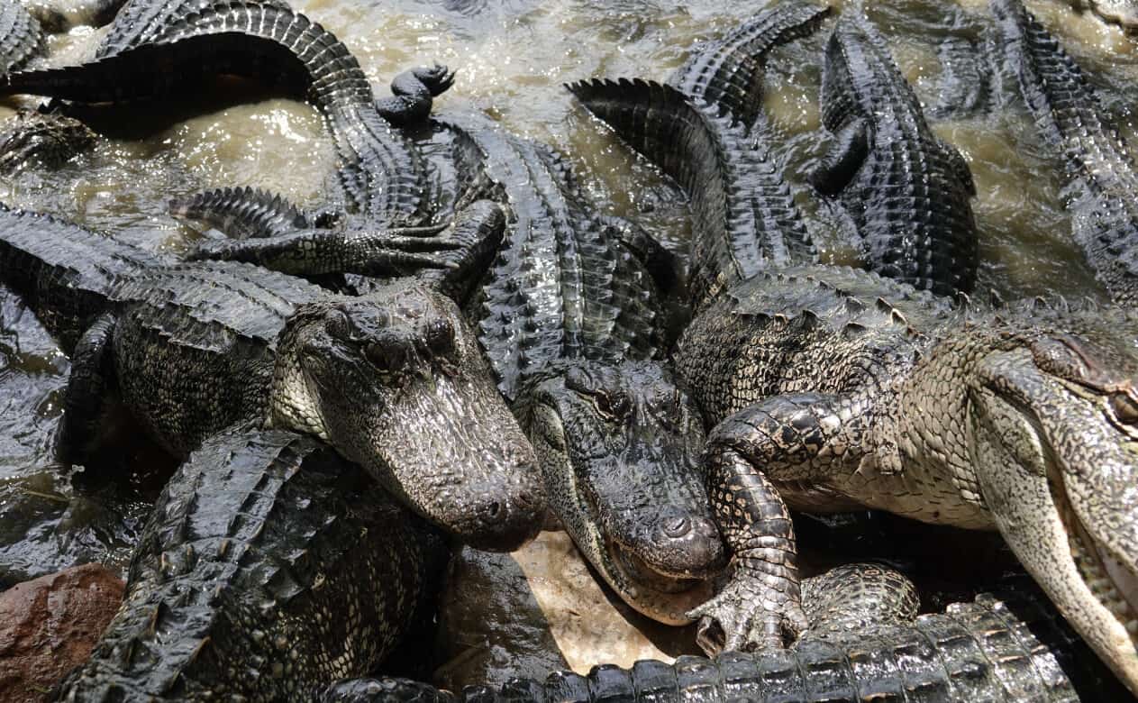 Group of rescued alligators at the South Padre Island Birding and Nature Center sanctuary