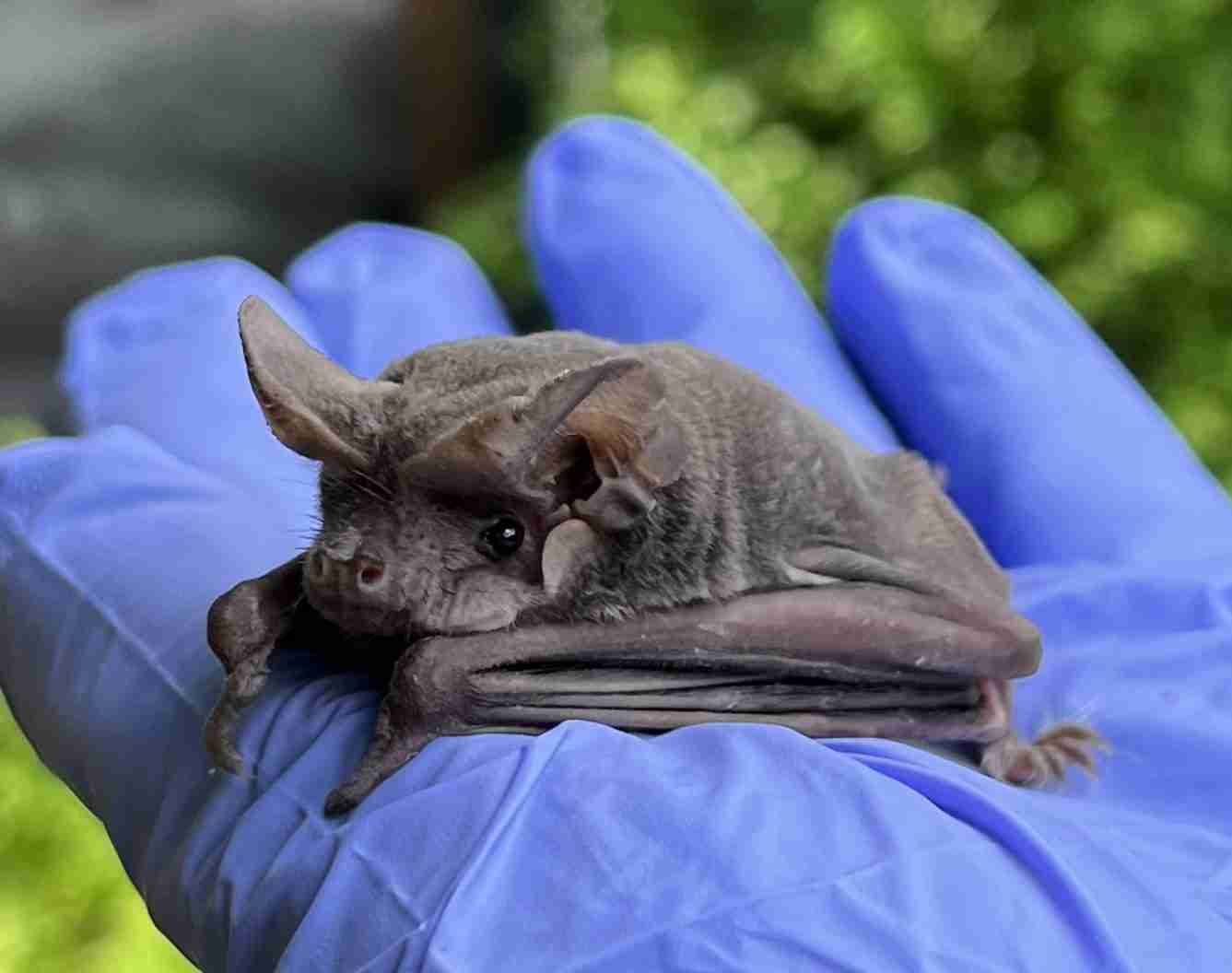 A rescued free-tailed bat resting in gloved hands in Austin
