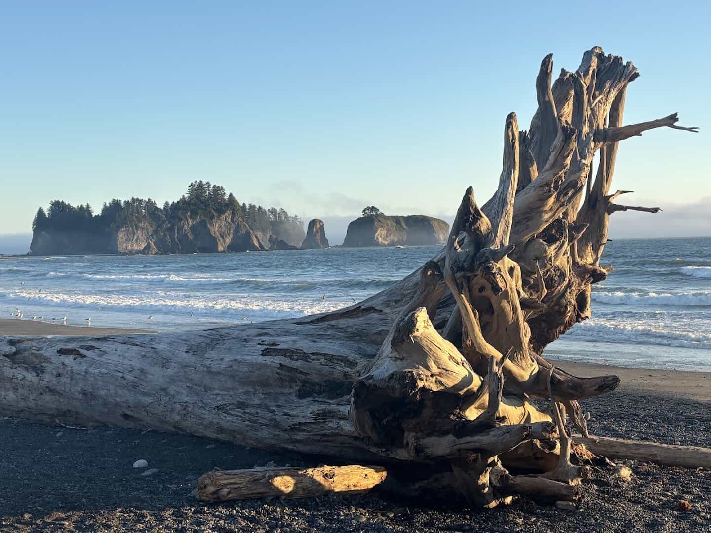 Driftwood and sea stacks at Rialto Beach, Olympic National Park, Washington