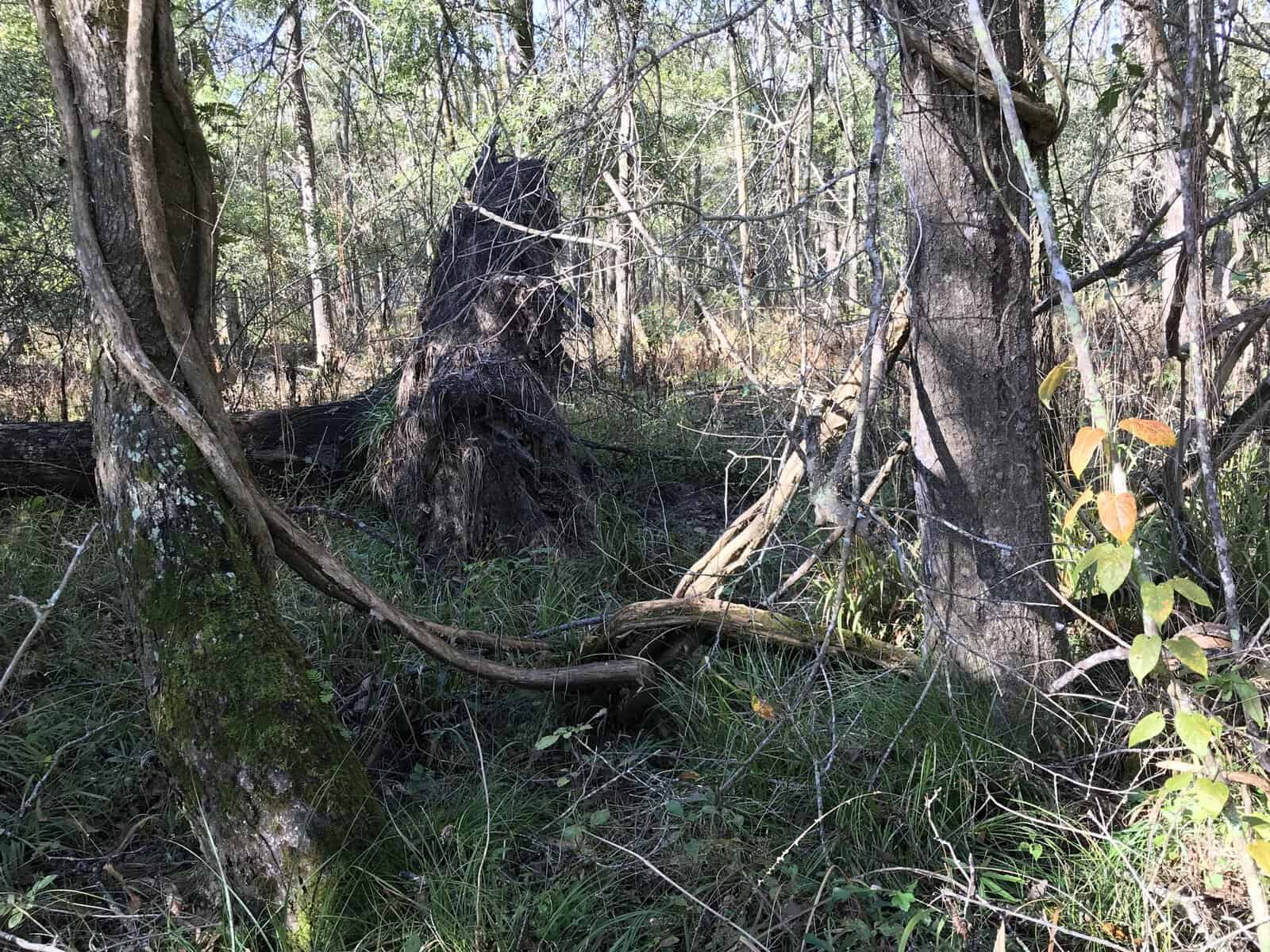 Riparian forest and fallen timber on newly protected land at Armand Bayou Nature Center