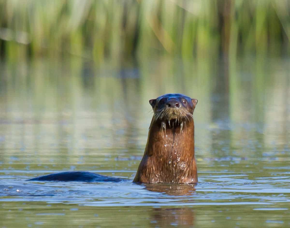 River otter surfacing in the water at Armand Bayou Nature Center in Pasadena, Texas