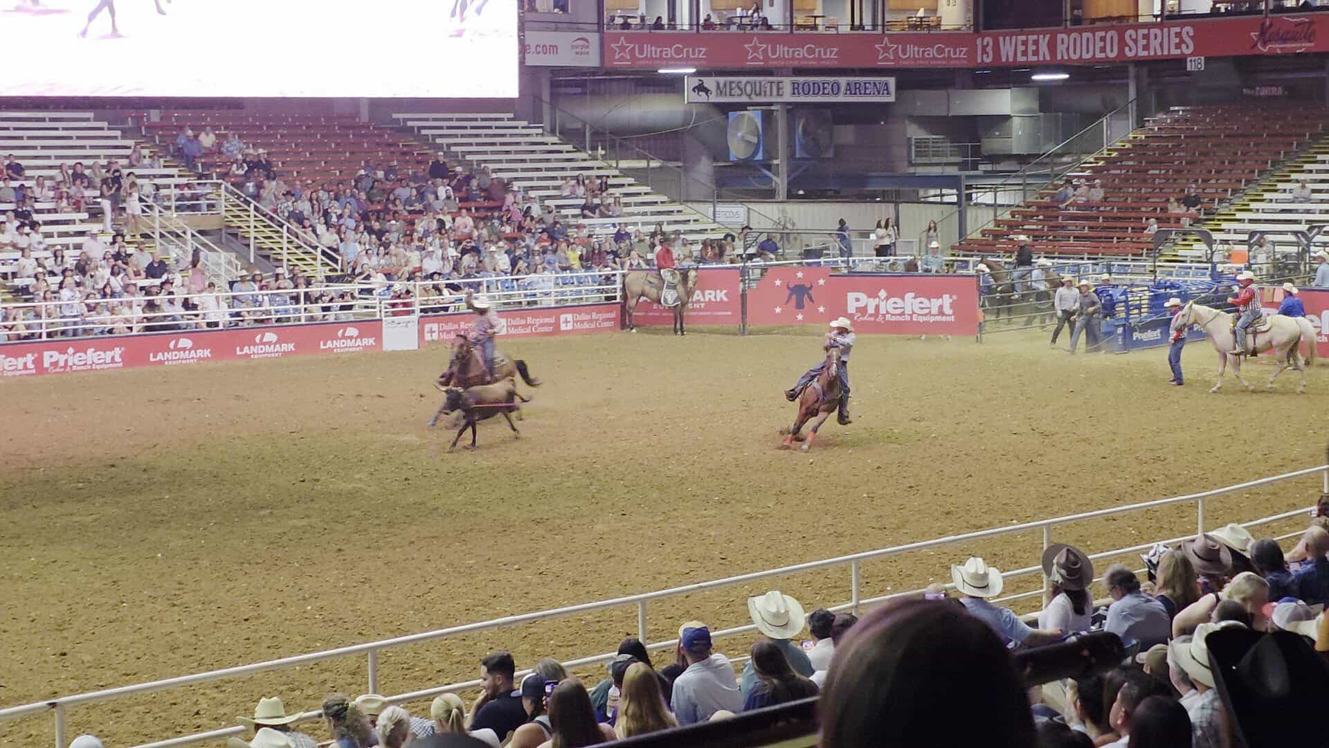 A rider races across the arena before a full grandstand at the Mesquite Championship Rodeo