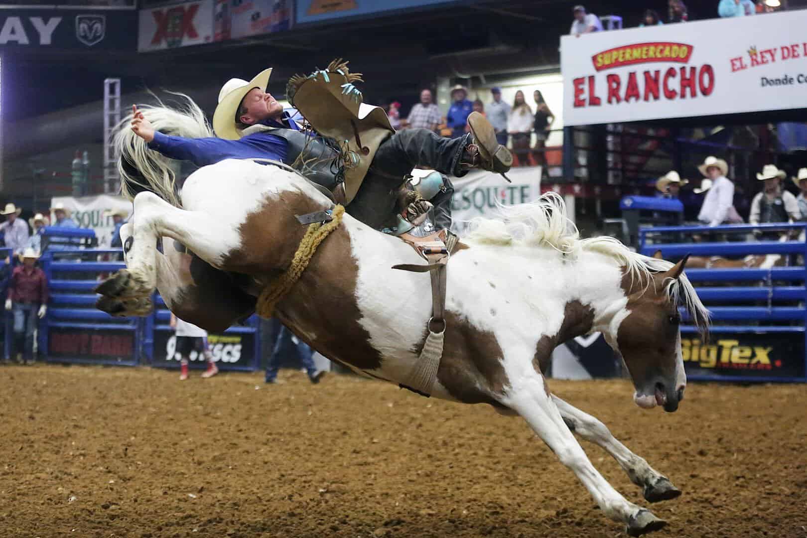 Saddle bronc riding at the Mesquite Championship Rodeo in Mesquite, Texas