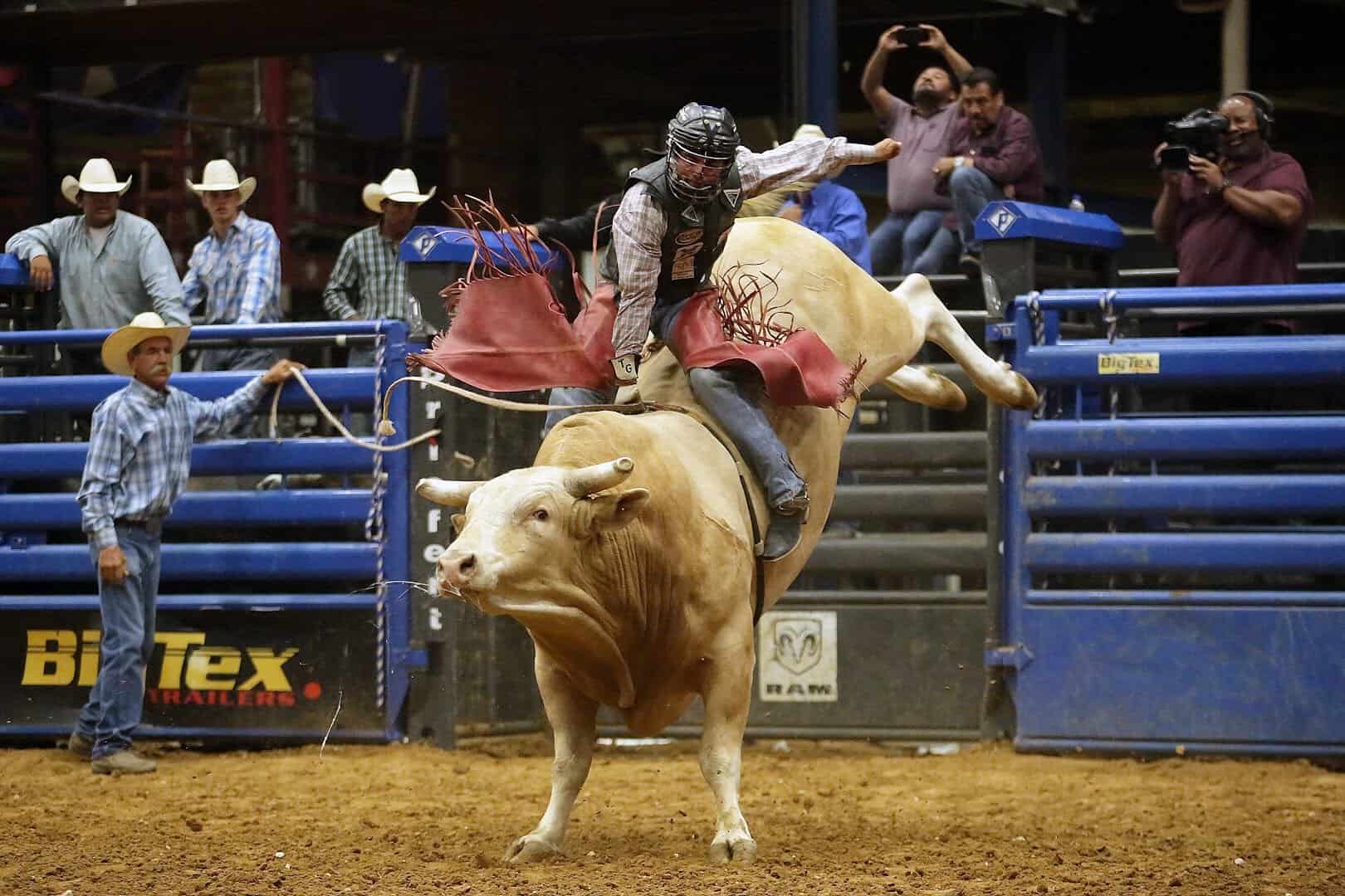 Bull riding in front of the chutes at the Mesquite Championship Rodeo